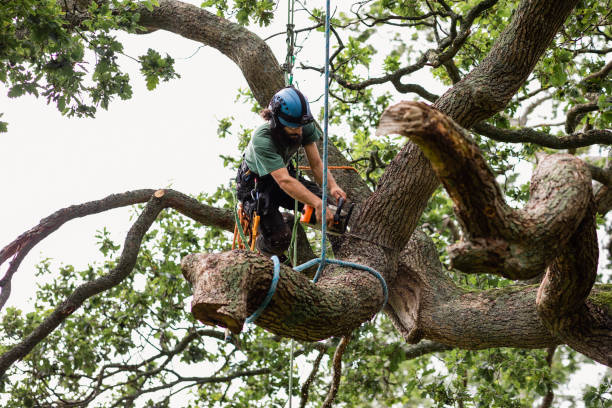 How Our Tree Care Process Works  in  South Beloit, IL