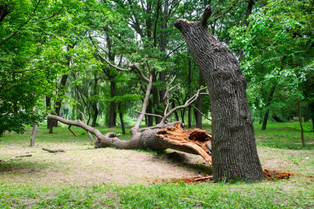 Leaf Removal in South Beloit, IL