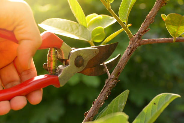 Professional Tree Removal Services in South Beloit, IL